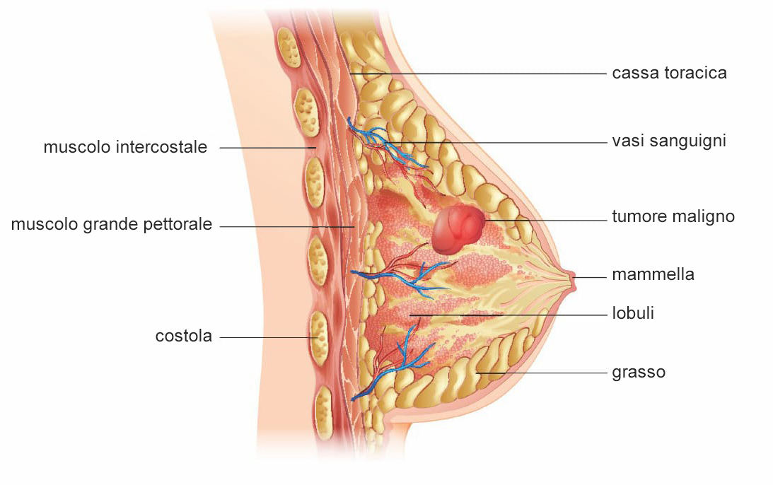 Grafica:la struttura della mammella